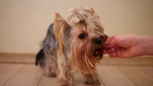The dog yorkshire terrier eating dainty from girl hands