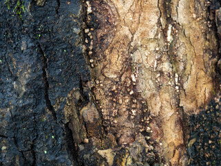 Background from wet tree bark. Dark bark. Uneven natural background.