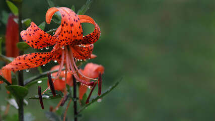 Tiger lilies in garden. Orange Tiger Lily flowers after rain on a blurred green background. Red lily. Floral background. Lilium lancifolium. Lilium tigrinum. Large drops of water after rain