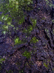 Background from wet tree bark. Dark bark. Uneven natural background.