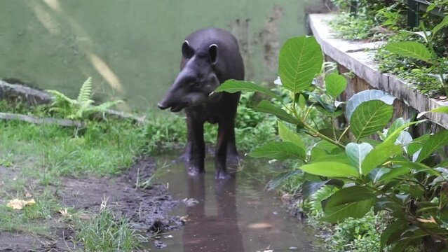 Footage of a baird tapir or Tapirus looking for food
at Gembiraloka Safari Park, Yogyakarta. Indonesia