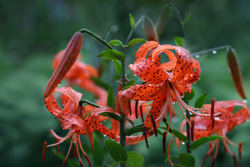 Tiger lilies in garden. Orange Tiger Lily flowers after rain on a blurred green background. Red lily. Floral background. Lilium lancifolium. Lilium tigrinum. Large drops of water after rain