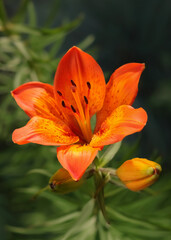 Tiger lily flower. Lilium lancifolium. Beautiful orange  Stargazer Lily in the garden on a summer day. Lilium Tigrinum. Orange lily close up. Lilium Lancifolium. Floral background. Tropical flower. 