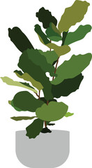Fiddle Leaf Fig Plant Flat Vector Illustration