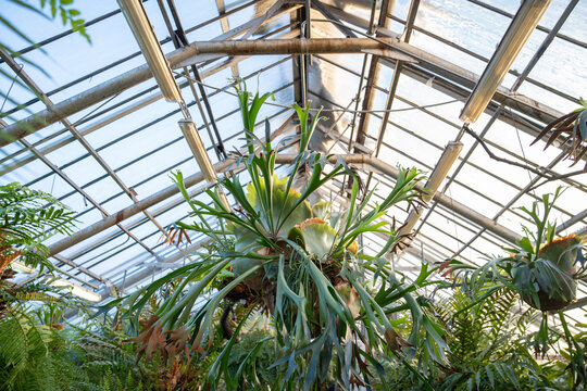 Staghorn fern in tropical greenhouse. Elkhorn fern in pot hanging over the glass roof in glasshouse. Indoor garden with Platycerium bifurcatum.