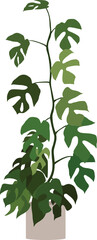 Mini Monstera Raphidophora Tetrasperma Plant Minimal Cutout Flat Vector Illustration