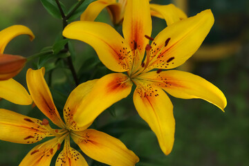 Obraz premium Close up of Yellow Lily flower. Hemerocallis flava. Yellow Planet Lily. Lilium parryi. Summer flowers. Blooming Lemon Lily flower close-up on a green background. Yellow Daylily. Floral background