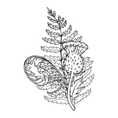 Hand drawn fern and thistle plant vector illustration. Outline sketch leaves of ferns. Black silhouette isolated prints of leaves on the white background