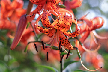 Tiger Lily flower. Lilium lancifolium. Orange blossoms with black dots. Tiger lilies in a garden....