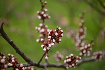 apricot buds on a green background, first spring flowers 