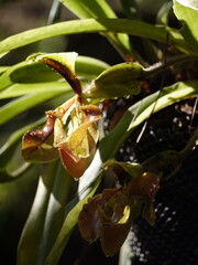 Naklejka na ściany i meble red mixed yellow orchid in the garden