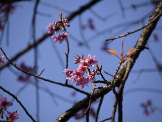Pink of cherry blossoms
