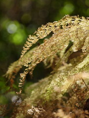 Old fern in the woods