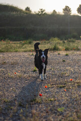 Obraz na płótnie Canvas Border collie walking outside. Black and white dog approaching towards.
