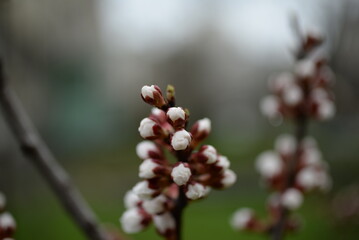 apricot buds on a green background, first spring flowers 