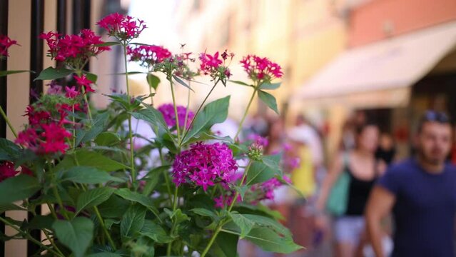 Pink flowers decorate the bright street on a sunny day