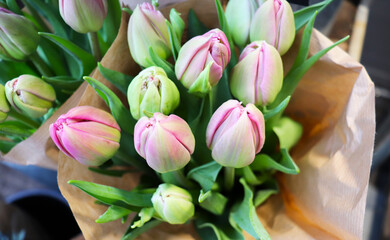 bouquet of tulips on pink background. spring bouquet