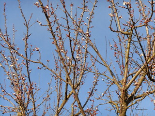 tree branches in spring
