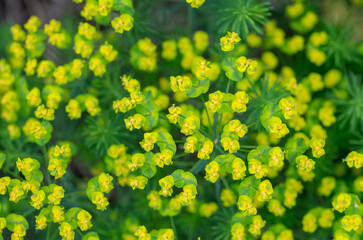 Euphorbia cyparissias, cypress spurge spring flowering herb. ornamental perennial in landscape design garden or park Abstract pattern Top view