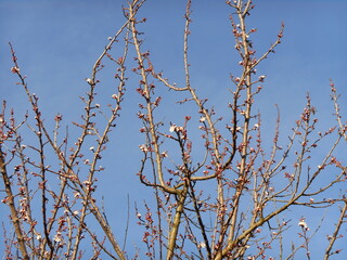 tree branches in spring