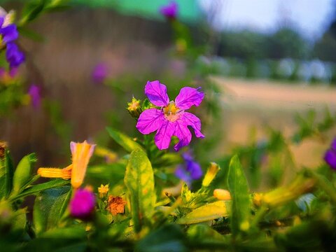 Purple flower of Cuphea hyssopifolia, the false heather, Mexican heather, Hawaiian heather or elfin herb. 