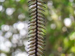 seeds of Vriesea plant in garden on Tenerife.