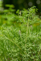 Fumaria officinalis, common fumitory, drug fumitory or earth smoke Close-up