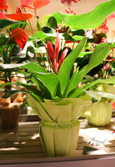 indoor plants in ceramic pots
