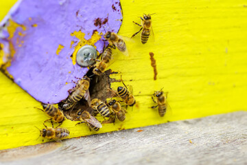 Bees at old hive entrance. Bees returning from honey collection to yellow hive. Bees at entrance....
