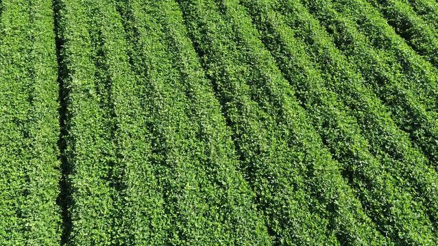 Drone tour of a peanut farm. DJI drone 3