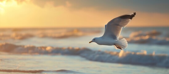 Seagull Soaring Above a Serene Beach, Indulging in Indoor Moments of Reflection and Freedom