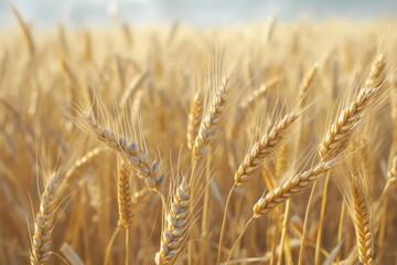 Fototapeta premium A close-up view of a field of wheat. Suitable for agricultural and nature-themed projects