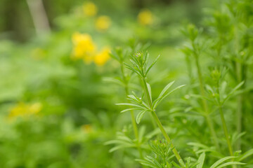 White small flowers on Galium aparine cleavers, clivers, goosegrass, catchweed, stickyweed and grip grass close-up In the spring