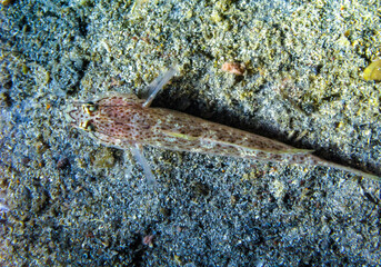 Bucchich's goby (Gobius bucchichi), rare species of goby from Crimea, Tarkhankut, Black Sea