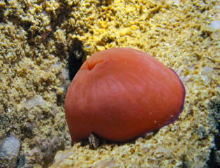 Beadlet anemone (Actinia equina), sea anemone at night on the wall of an underwater cave, Black Sea, Crimea © Oleg Kovtun