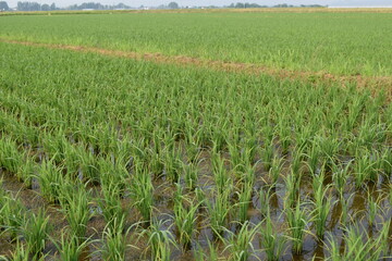 田植え１ヶ月後の水田