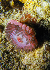 Beadlet anemone (Actinia equina), sea anemone at night on the wall of an underwater cave, Black Sea, Crimea