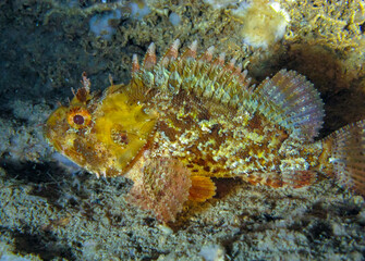 European black scorpionfish (Scorpaena porcus), fish resting at night at the bottom in an underwater cave, Black Sea, Crimea