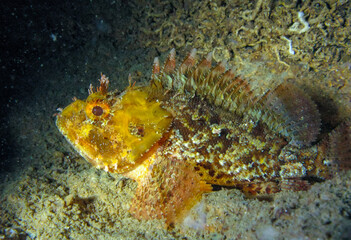 European black scorpionfish (Scorpaena porcus), fish resting at night at the bottom in an underwater cave, Black Sea, Crimea
