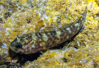 The rock goby (Gobius paganellus), fish at night in an underwater cave in western Crimea,...