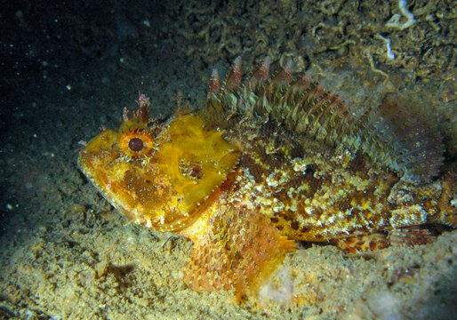 European black scorpionfish (Scorpaena porcus), fish resting at night at the bottom in an underwater cave, Black Sea, Crimea
