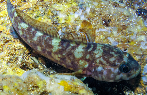 The rock goby (Gobius paganellus), fish at night in an underwater cave in western Crimea, Tarkhankut peninsula