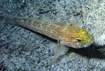 The yellow-headed goby (Gobius xanthocephalus), rare species of goby from Crimea, Tarkhankut, Black Sea