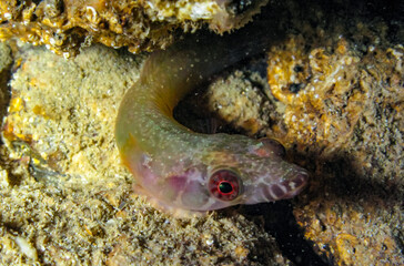 Connemarra clingfish (Lepadogaster candolii), small secretive fish at night on the wall of an underwater cave, Black Sea, Crimea