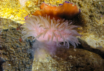 Beadlet anemone (Actinia equina), sea anemone at night on the wall of an underwater cave, Black Sea, Crimea