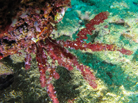 (Phyllophora sp.), thallus of red algae on an underwater rock in the western Crimea, Tarkhankut Peninsula