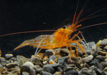 Lysmata seticaudata (Decapoda, Natantia, Hippolytidae), red shrimp from an underwater cave in the...
