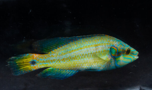 Black Sea fish ocellated wrasse (Symphodus ocellatus), male fish on a black background, Black Sea