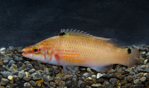 Goldsinny wrasse (Ctenolabrus rupestris), male fish from an underwater cave, Black Sea