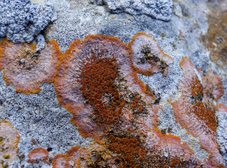 Lichens on coastal calcareous rocks in western Crimea, Tarkhankut Peninsula